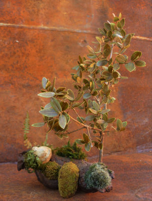 création végétale