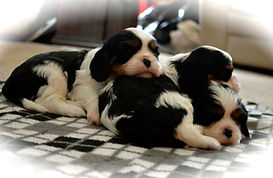 Cavalier King Charles Spaniel Puppies at Valera Cavaliers