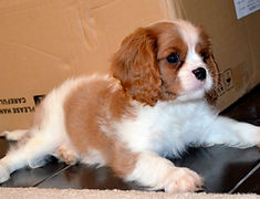 Cavalier King Charles Spaniel Puppy at Valera Cavaliers