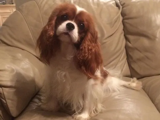 cavalier king charles houston