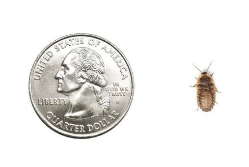 Small Dubia Roaches