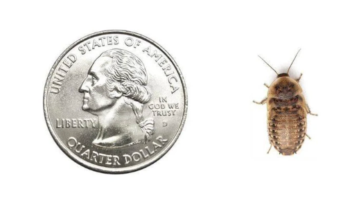 Thumbnail: Dubia Roach