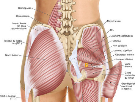 LES FIBROSES DU BASSIN : DES BLESSURES MAL CONNUES  !