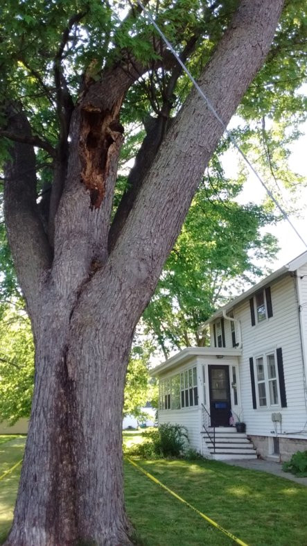 Arborist, how much does it cost to remove a tree, tree specialists, what our home inspector missed