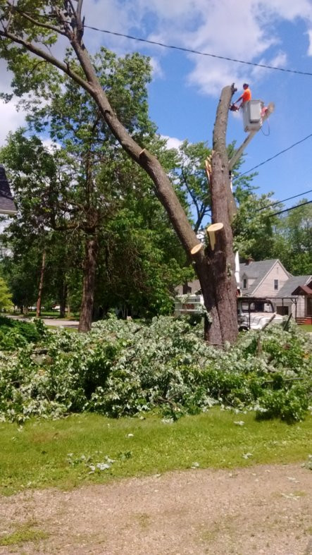 Arborist, how much does it cost to remove a tree, tree specialists, what our home inspector missedArborist, how much does it cost to remove a tree, tree specialists, what our home inspector missed