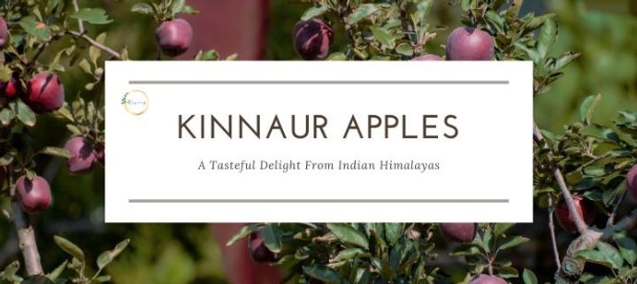 Kinnaur Apples - Kinnaur apple famous? Grown at an altitude of over 10,000 feet, Apples from Kinnaur are known for their natural sweetness, colour, succulence, crunchiness and prolonged shelf-life.