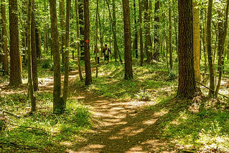 16081684-state-forest-hiking-trail-5142445_1920.jpg