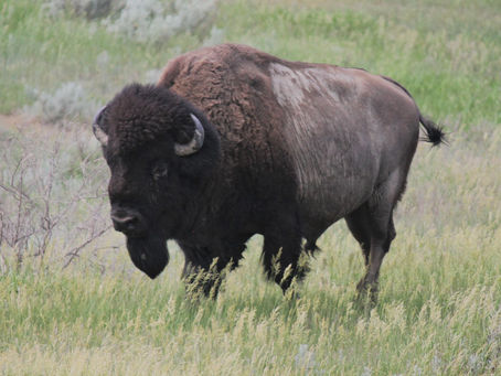 Column: The Last Frontier, exploring Theodore Roosevelt National Park