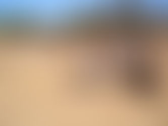 Egypt Livestock Markets