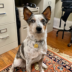 Office-Paper-Shredder-Oona.jpeg