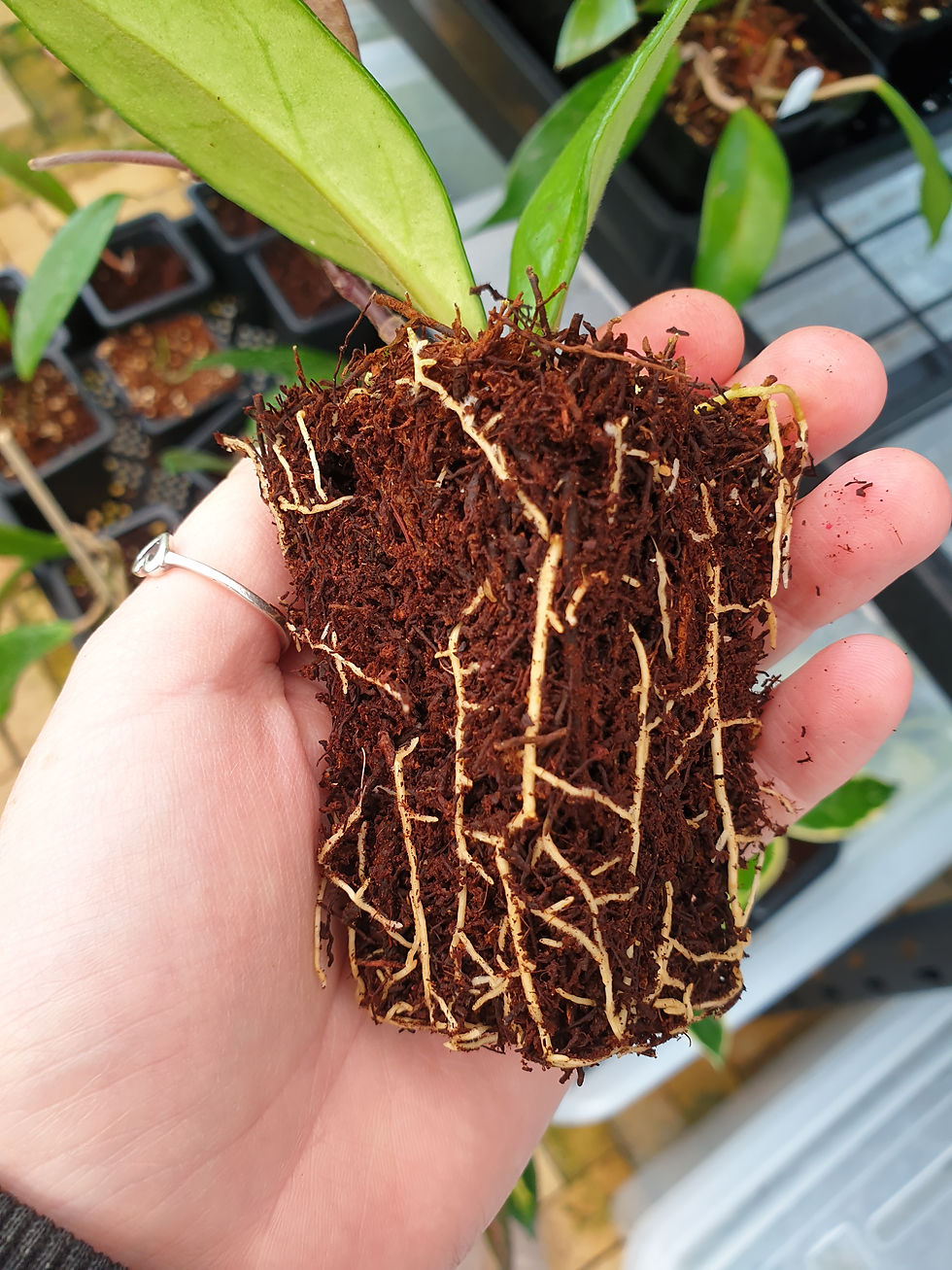 Hoya propagation in tree fern fibre with lots of roots