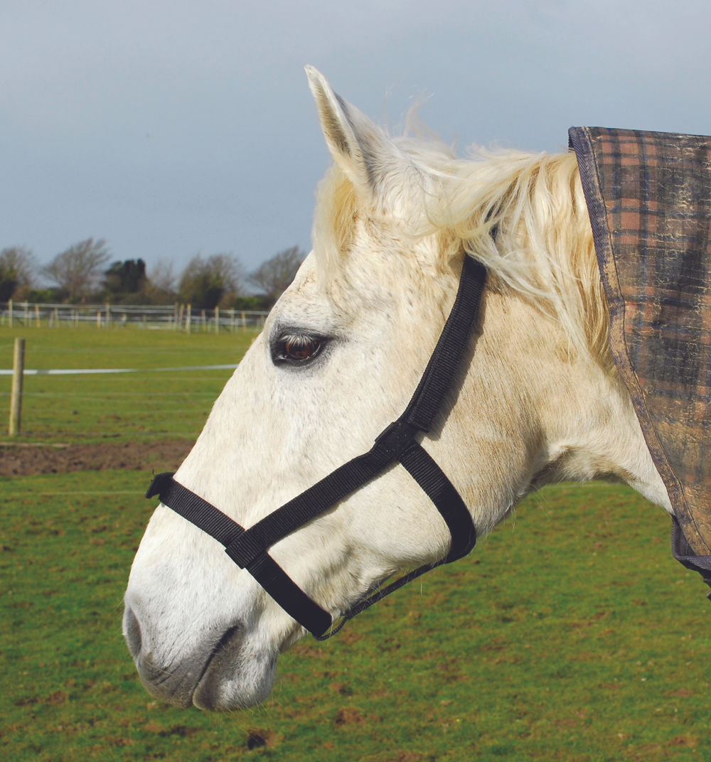 Rhinegold Field Safe Head Collar