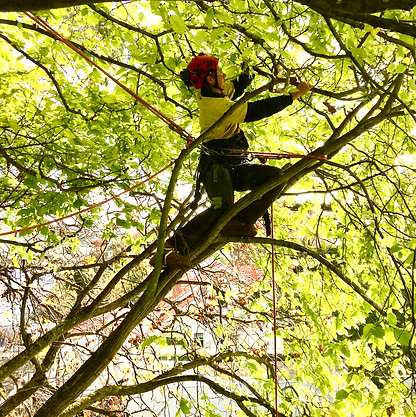 Tailored Tree Care Tree and stump removal across the Bannockburn and Geelong regions.