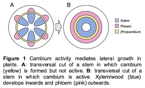 Fig1.jpg
