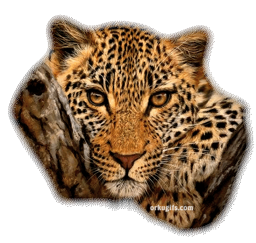 jaguar.gif