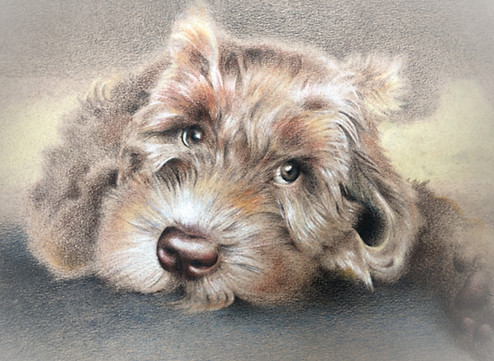 rosco drawing _edited.jpg