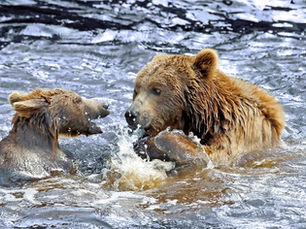 Cruise to Alaska Expedition Style