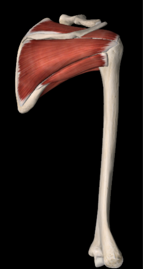 Right Shoulder Muscular Anatomy - Back View