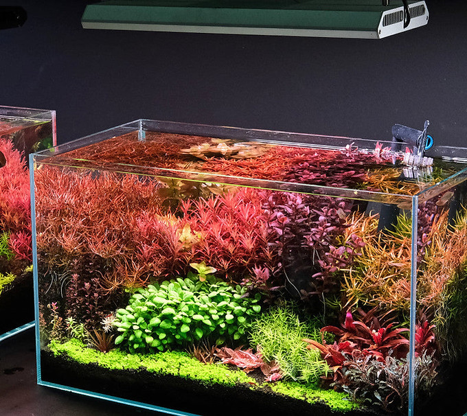Custom LED Lighting for Aquariums