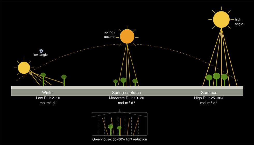 Diagram illustrating seasonal variation of DLI with low winter light levels and high summer sunlight intensity affecting plant growth