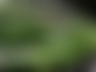 vertical farm LED grow lights light intensity effect on plant growth morphology compact vs elongated plants