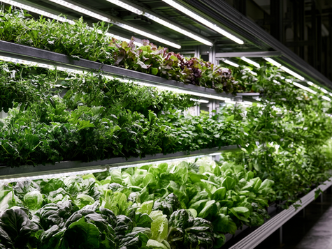 vertical farm LED grow lights light intensity effect on plant growth morphology compact vs elongated plants