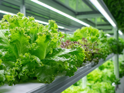 Full spectrum LED grow lights improve plant growth