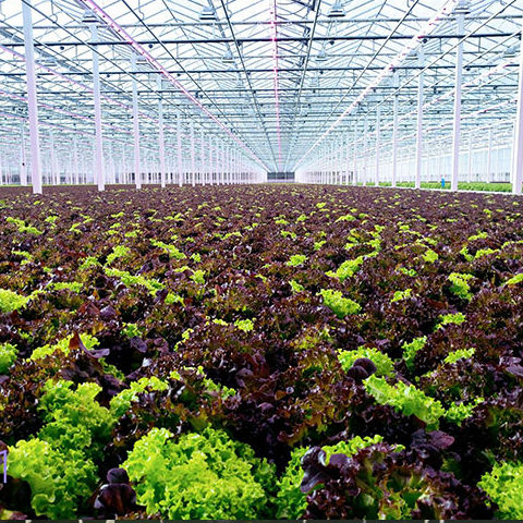 Greenhouse Production lettuce
