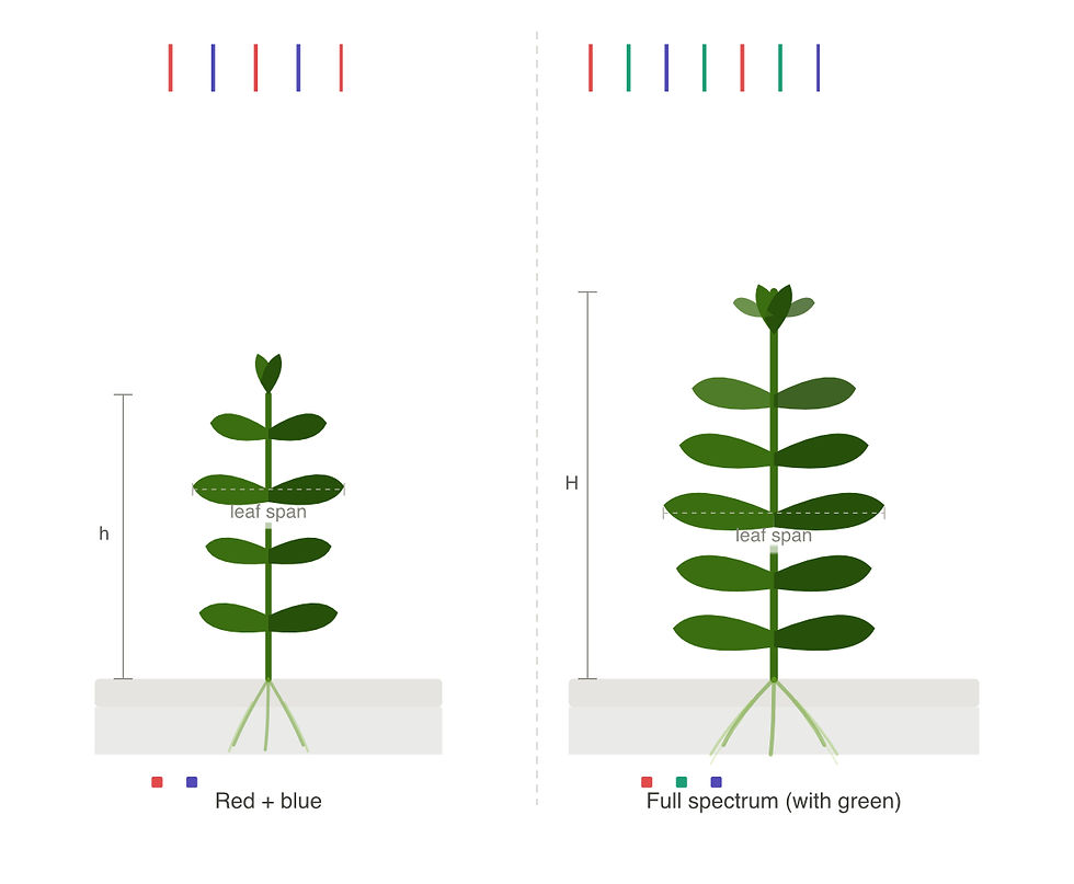 plant morphology comparison red blue vs full spectrum green light leaf expansion canopy structure horticulture
