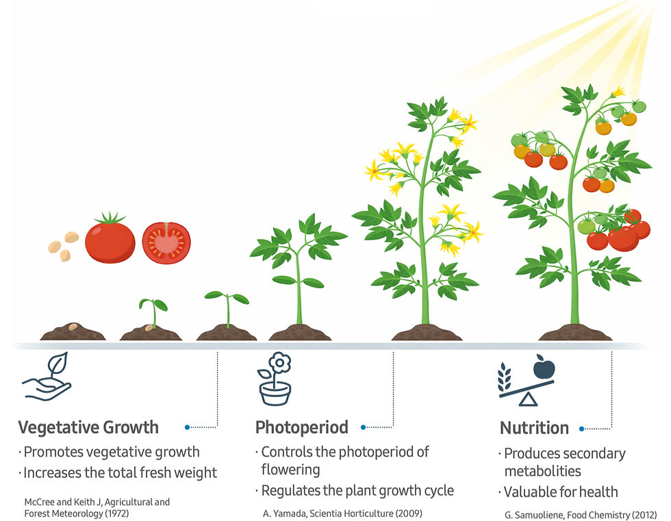 The influence of lighting in plant growth,