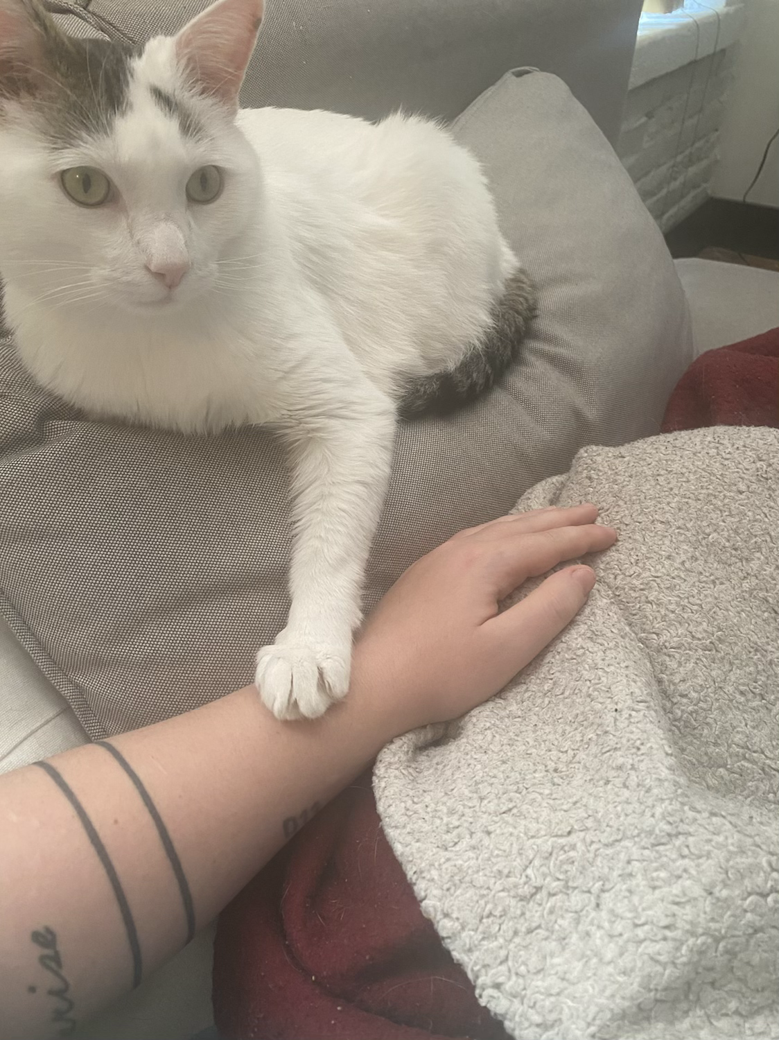 My cat Nolan always puts a paw on me when I need some comfort. content media