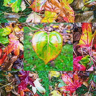 heart-centred garden design consultation