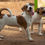 Thumbnail: Jack Russell terrier puppies