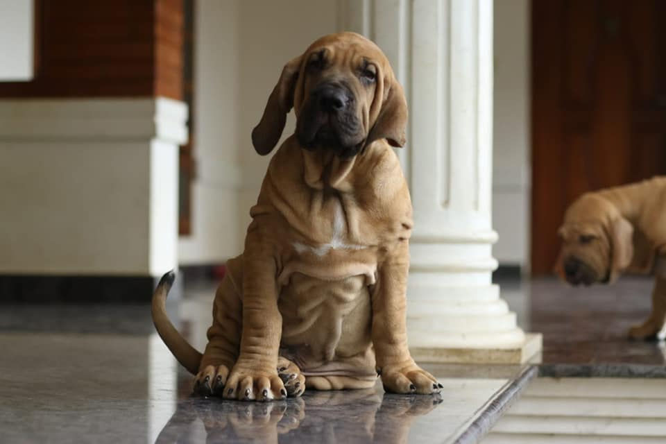 Thumbnail: Fila Brasileiro puppies