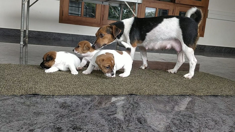 Thumbnail: Jack Russell terrier puppies