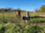 Cow Cuddles - Rose Therapeutic Farm