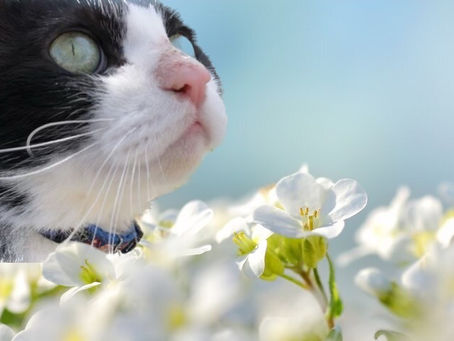 🌸新年最初の月供養のお知らせ🌸