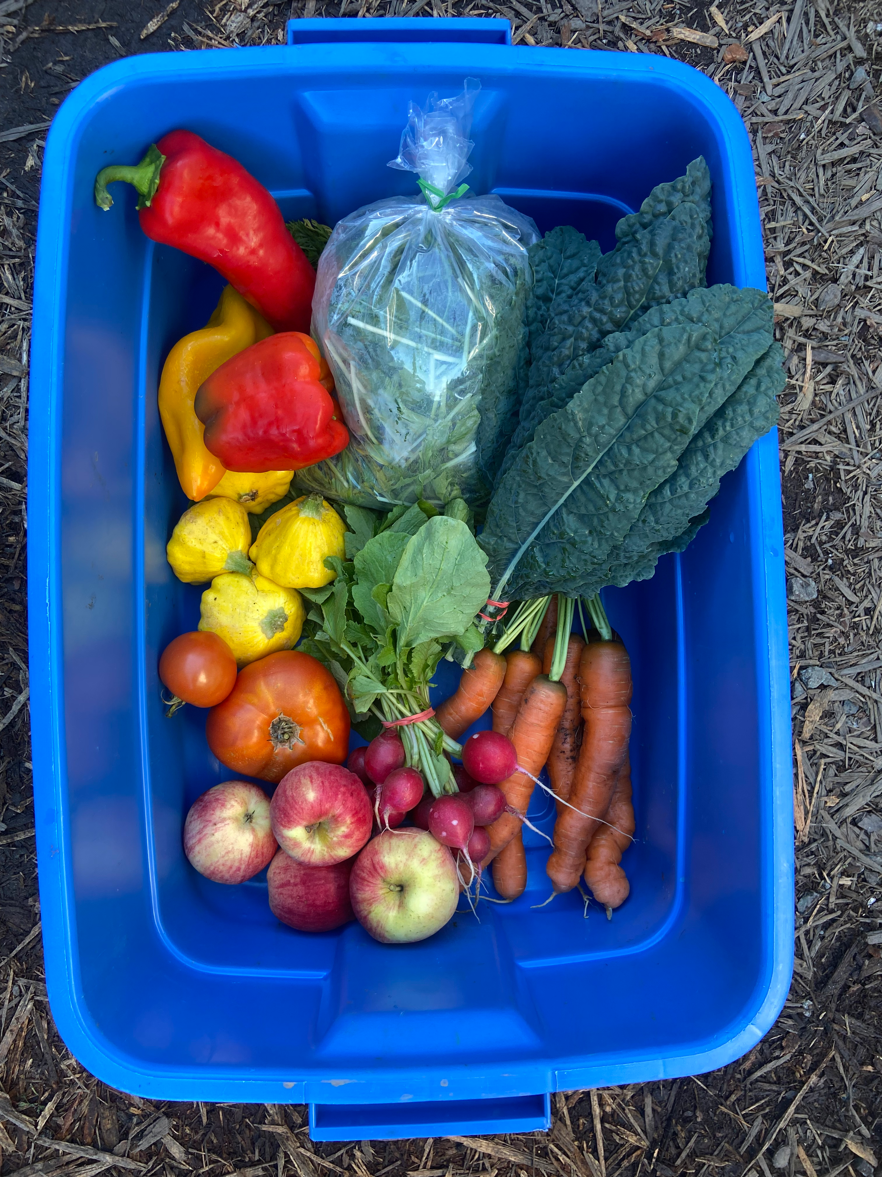CSA Veggie Box Subscription: Paid Upfront 