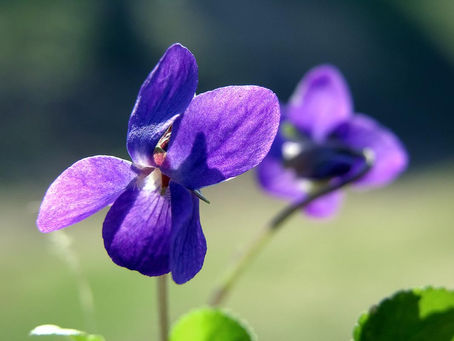 145 MEDITACIÓN A DISTANCIA