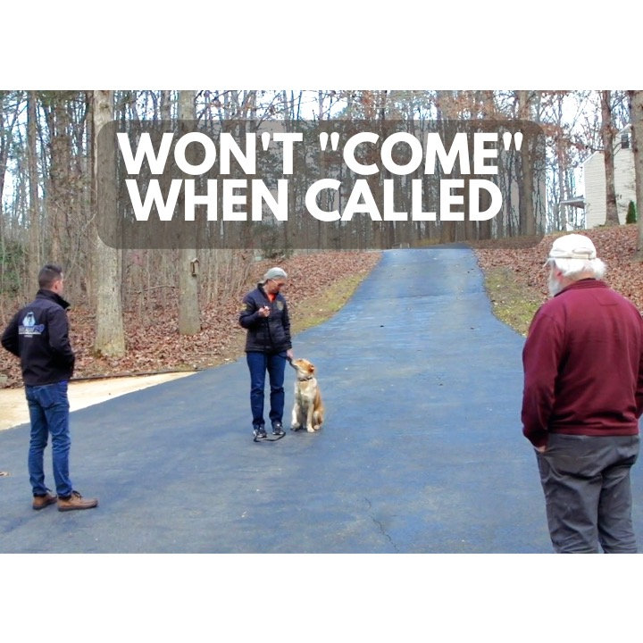 Why does my dog not when called?