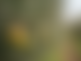 Olivenöl erleben: Ein Besuch auf Yellostone Seilers Farm