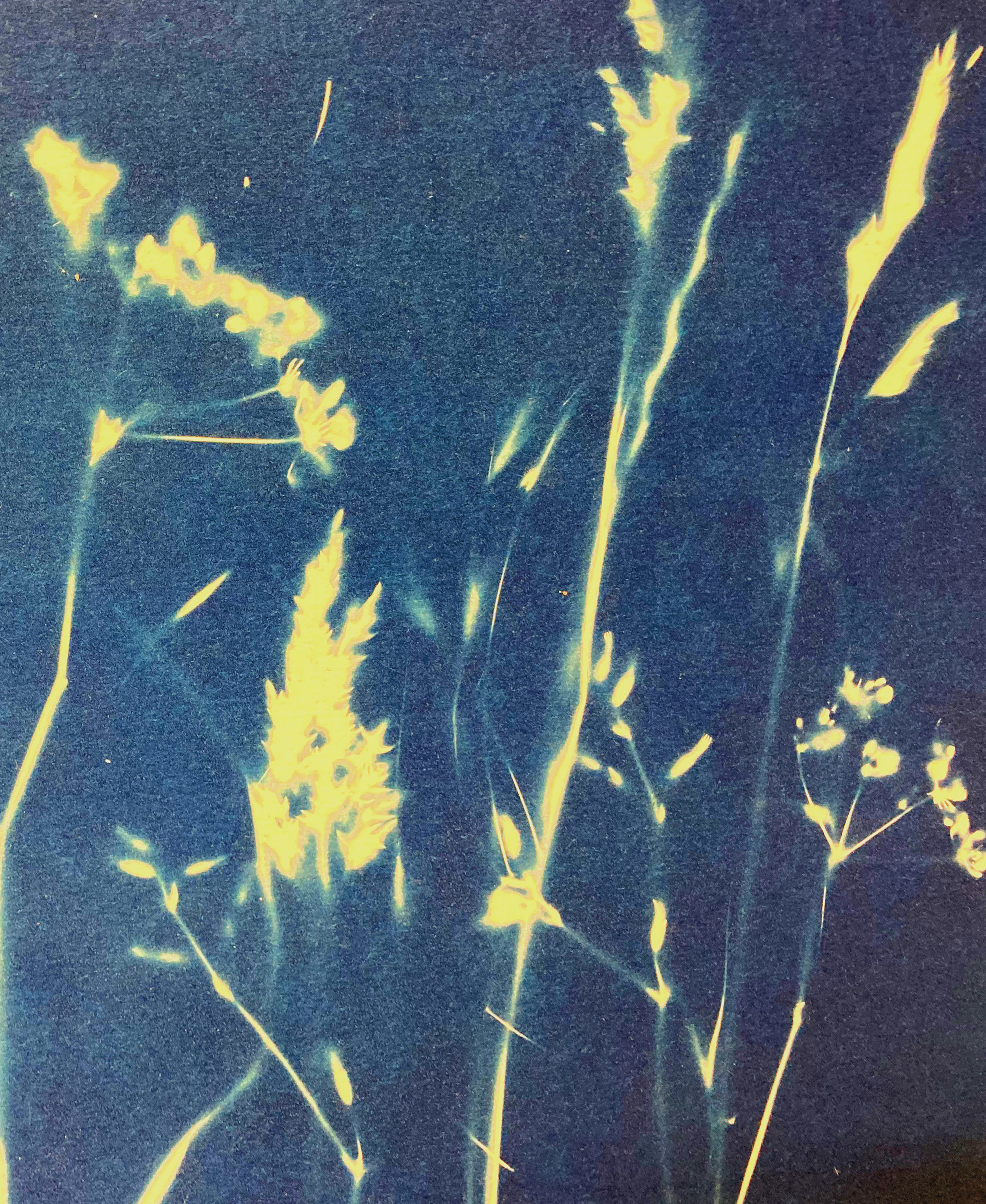 CYANOTYPE WORKSHOP