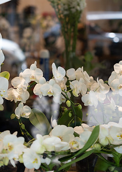 FJ_Abril2607512.jpg