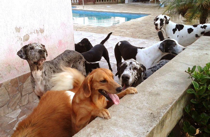 Cães na ONG