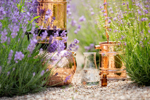 hydrolats distillation