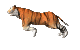 tiger_run_md_clr