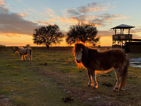 mini donkeys, mini horse
