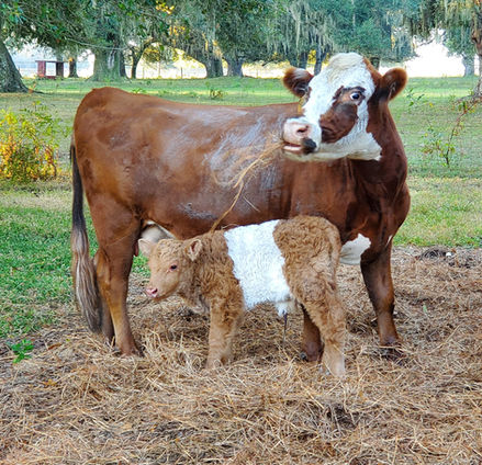 mini panda, heifer, calf, mini cow