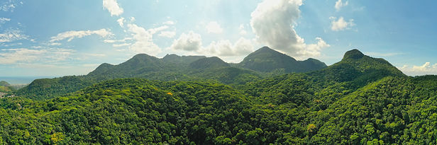 Vue panoramique de la Forêt de Tijuca, montagnes verdoyantes.