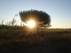 Sunday Post #15 - Gronder